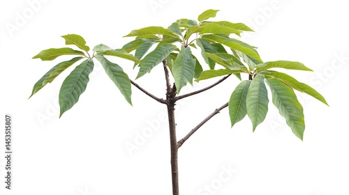 Young Branch of Tree of Heaven (Ailanthus Altissima) with Leaves, Isolated on White Background. Clipping Path for Versatile Use in Botanical and Nature Designs
