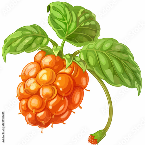 Cloudberry fruit isolated White background 