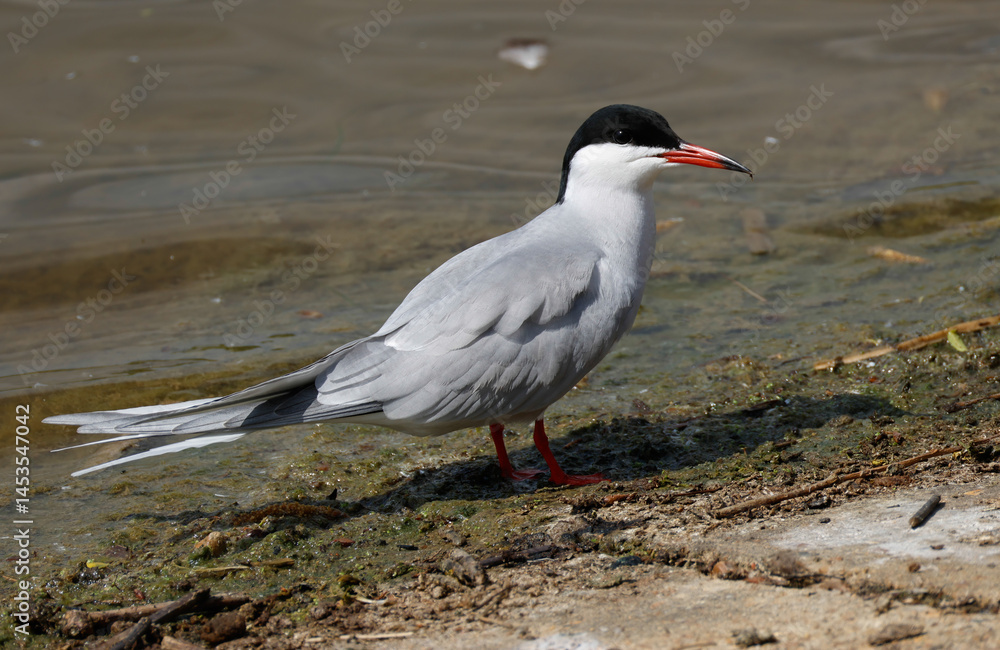 Obraz premium A newly arrived Common Terns, Sterna hirundo, standing at the edge of a lake during breeding season.