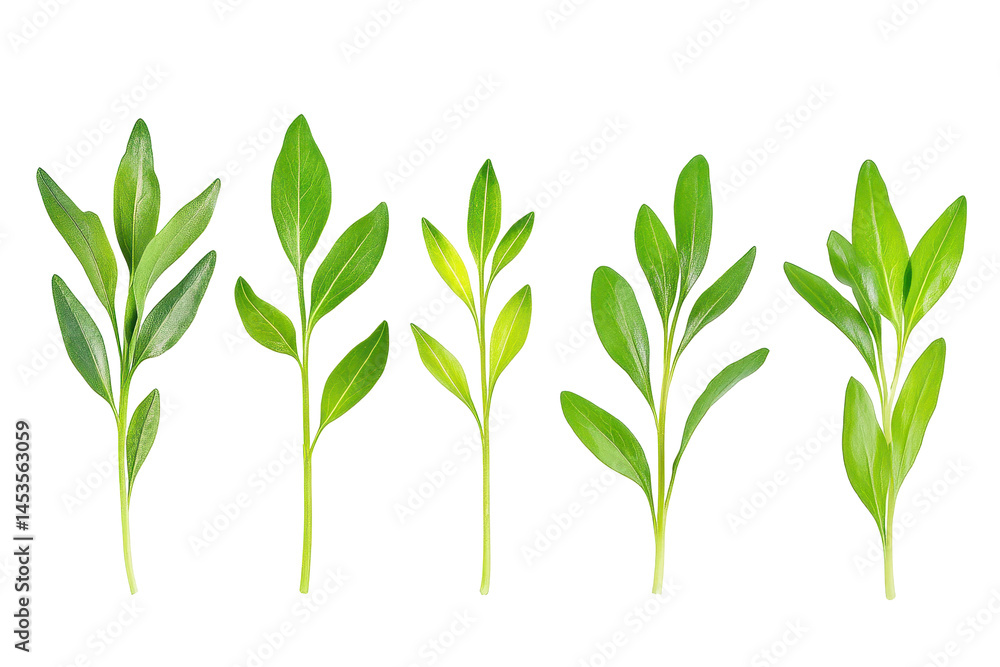 Fototapeta premium Captivating visual of growth stages on white enhances educational content about life cycles and development