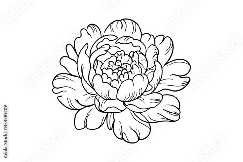 
Hand Drawn Peony Flower Line Art Vector Illustration Black and White