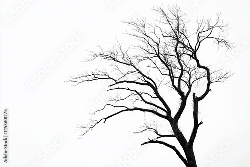 A solitary, leafless tree stands against a white backdrop, symbolizing resilience in nature