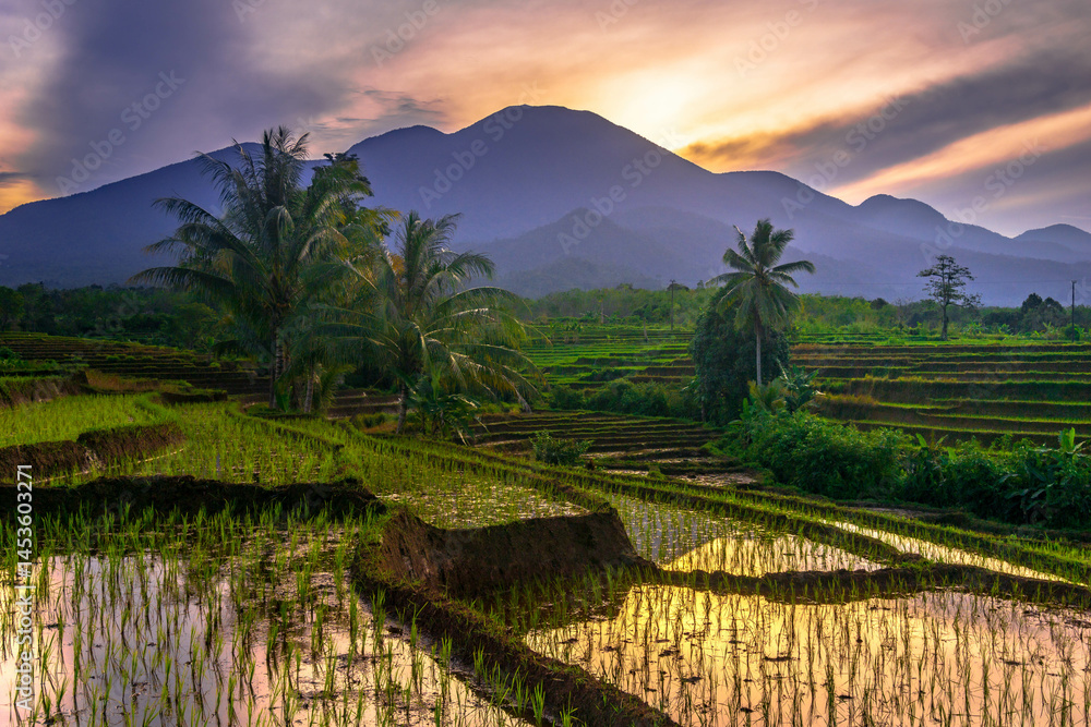 Naklejka premium Beautiful morning view indonesia Panorama Landscape paddy fields with beauty color and sky natural light