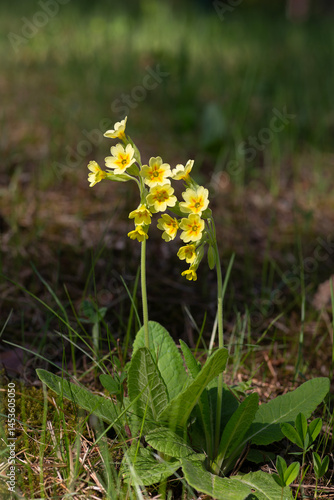Primula veris is a herbaceous perennial flowering plant in the primrose family Primulaceae. The species is native throughout most of temperate Europe
