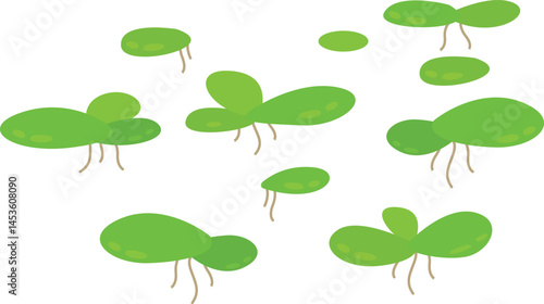 common duckweed or lesser duckweed Leaves Illustration