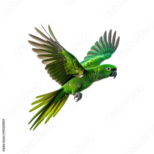 Flying green parrot amazon parrot pet bird exotic bird wildlife photography on transparent background