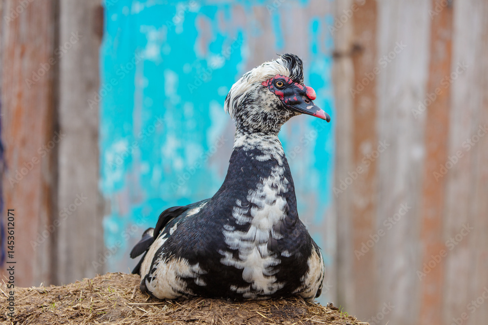 Fototapeta premium A black muscovy duck with white feathers rests peacefully on the straw. Its head is turned in profile.
