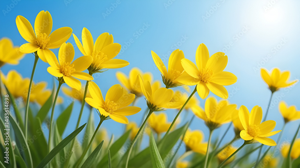 Fototapeta premium mother and stepmother yellow flowers spring background, abstract spring background with wild flowers