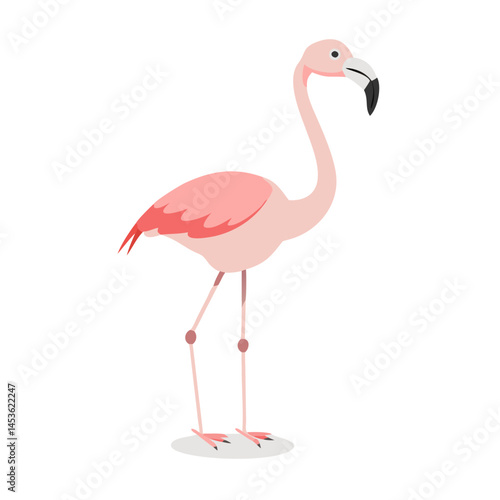 Flamingo: The Elegant Pink Wader