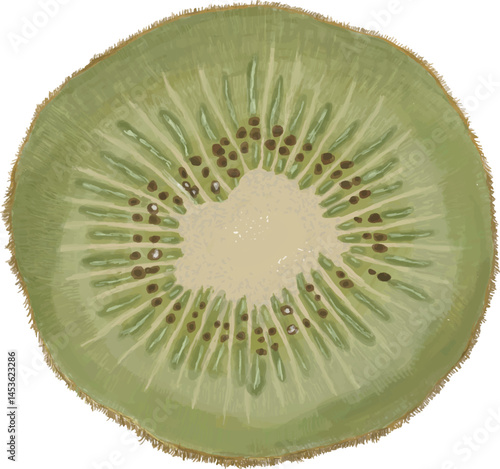 まるいキュウイ断面_横