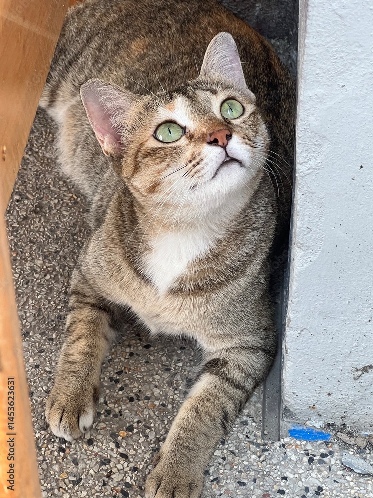 Obraz premium cute cat