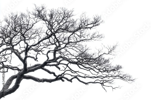 Wallpaper Mural A stark, leafless tree branches reaching towards the sky against a white backdrop Torontodigital.ca