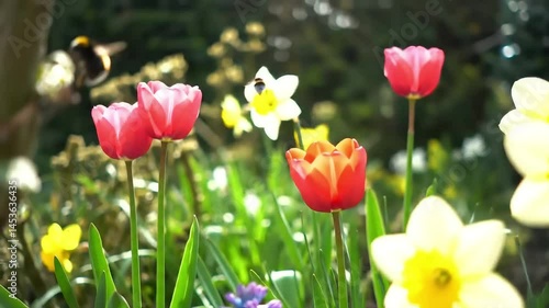 Bumblebees Pollinating Spring Flowers