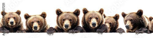 panoramic banner of brown bears in various poses isolated on white wildlife 