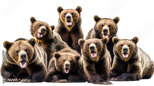 Obraz na płótnie panoramic banner of brown bears in various poses isolated on white wildlife w salonie