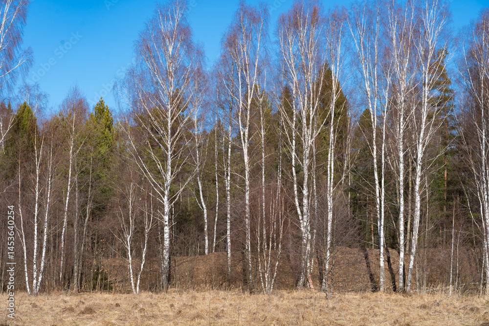 spring forest, birch grove without leaves in April against a blue sky spring forest, birch grove without leaves in April against a blue sky