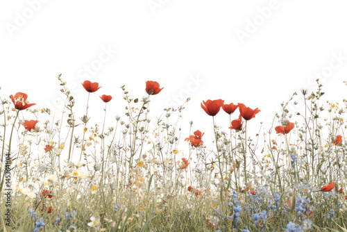 A vibrant red poppy flower blooms in a beautiful summer field under the blue sky, a wild splash of color in the natural landscape