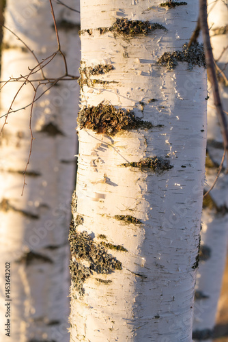 spring forest, birch grove without leaves in April against a blue sky