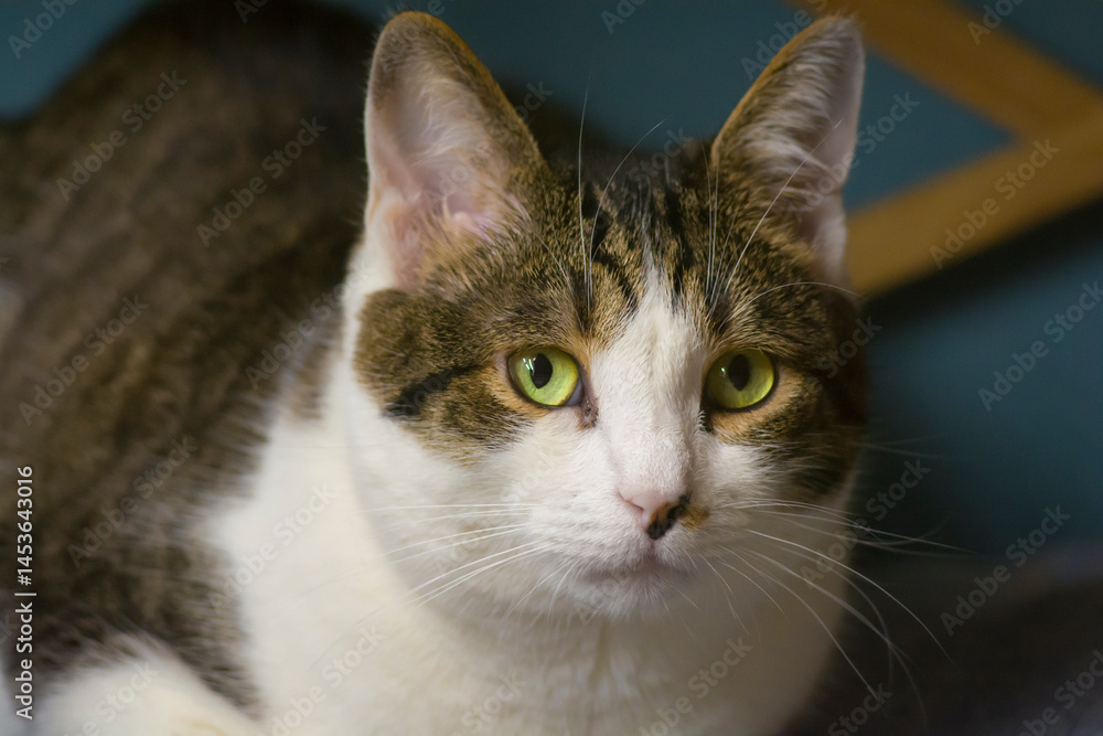 Fototapeta premium Portrait of a green-eyed cat resting