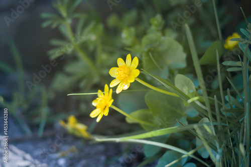Ficaria verna bloom in the garden close up
