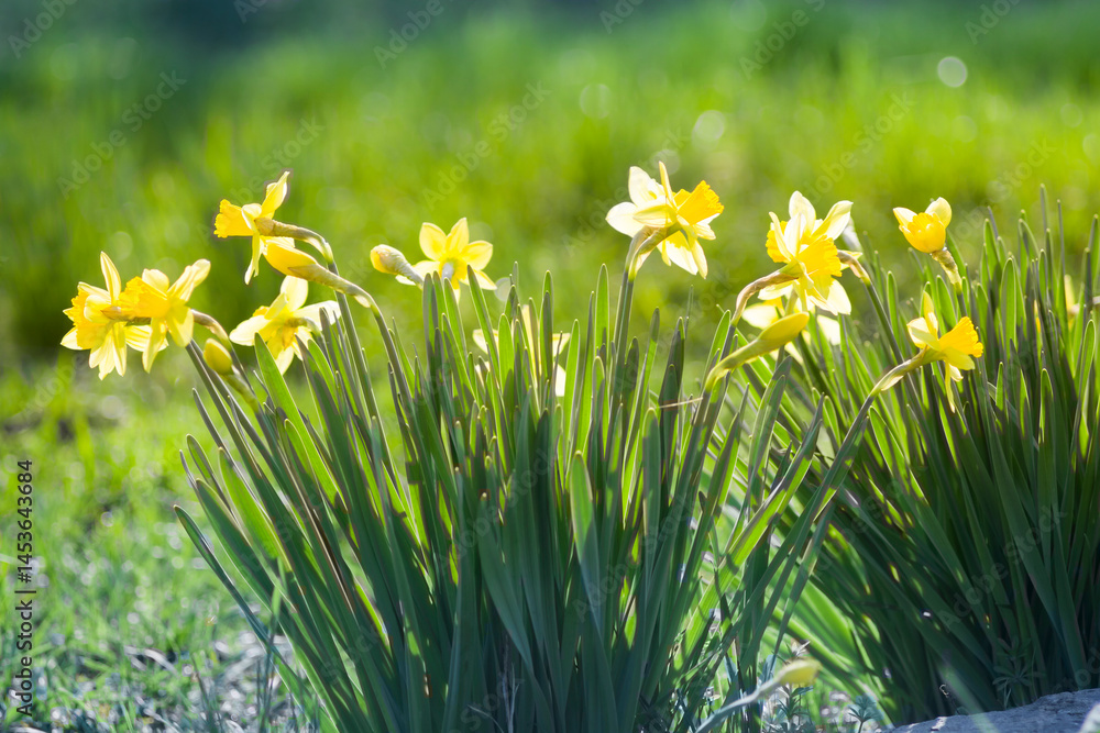 Fototapeta premium Daffodils bloom in the garden in spring