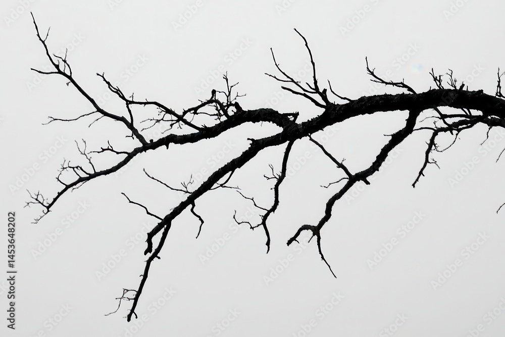 Obraz premium Bare tree branch silhouette against a foggy background, conveying a sense of solitude