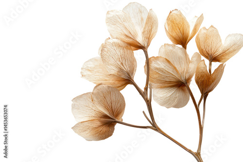 Elegant beige dried flowers with delicate translucent petals and slender stems perfect for interior decor arrangements and botanical art backgrounds