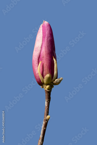 Obraz na płótnie Magnolia liliiflora. Royal Purple Magnolia. A deciduous Shrub w salonie