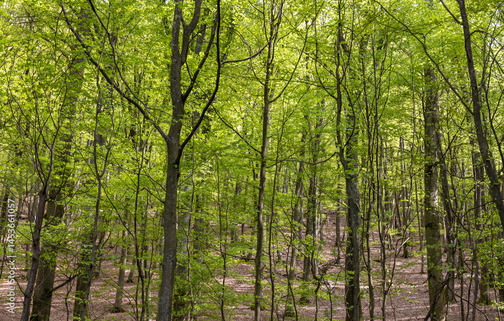 Fototapeta premium dense green fairytale forest of europe in germany 
