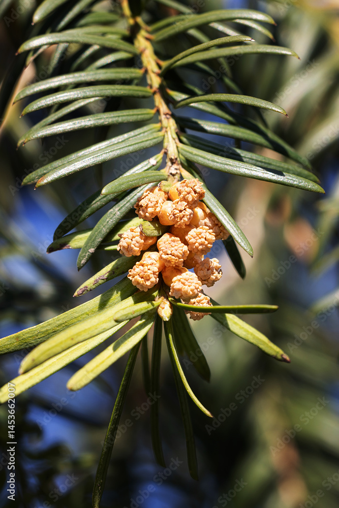 Taxus baccata. Common yew. English yew