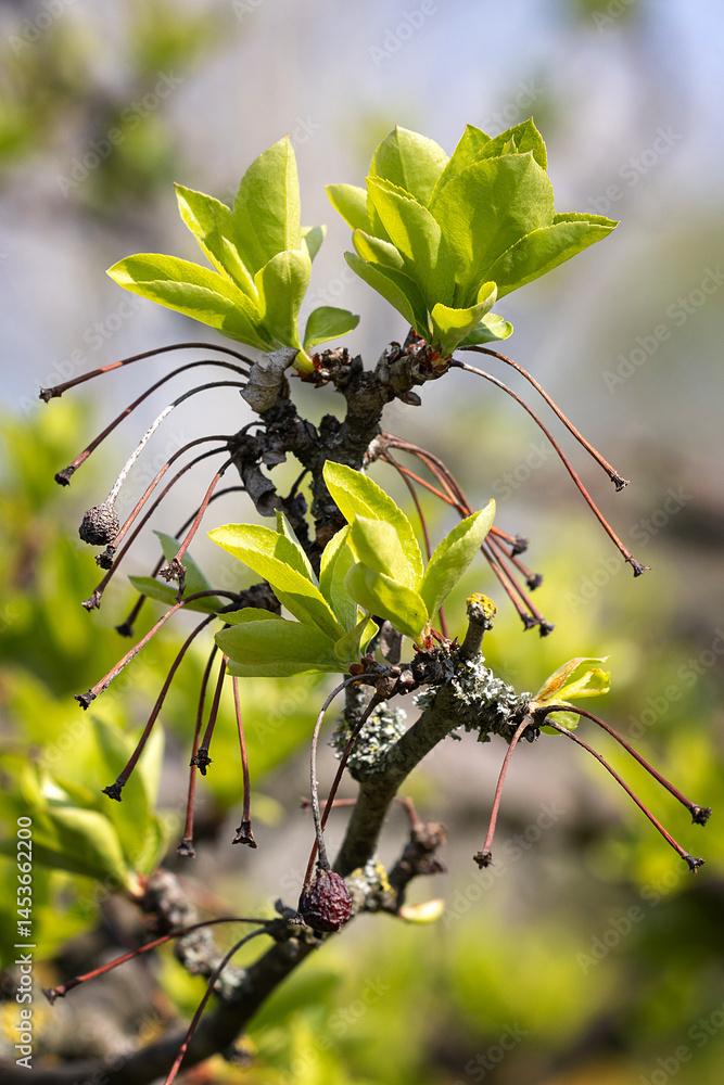 Crabapple Tree Branch Pink Buds Flowers