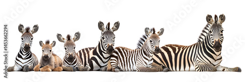 Obraz na płótnie Zebra in cartoon, doodle style. Isolated 2d vector illustration in logo, icon style w salonie