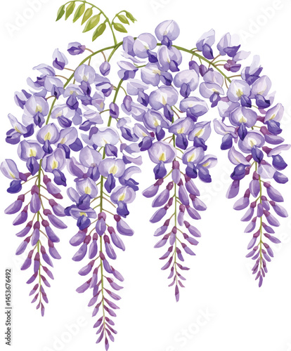 Watercolor Wisteria Flowers, Purple Wisteria Illustration