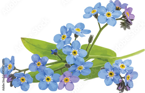 forget me not flowers