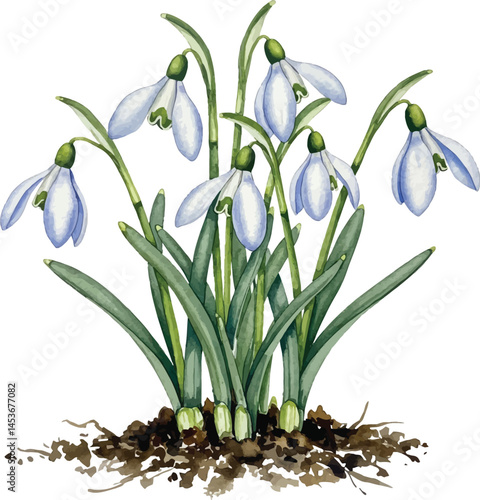 Delicate Snowdrop Bouquet Watercolor