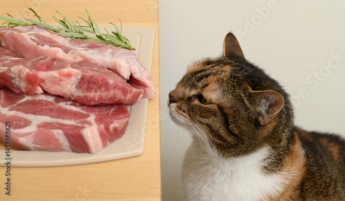Photography Domestic cat smelling raw meat, barf diet for domestic cats