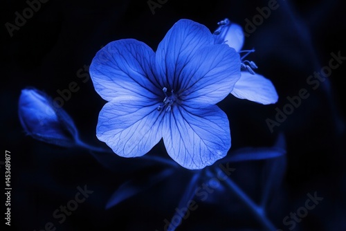 Wallpaper Mural Blue flower blooming at night with soft lighting, surrounded by dark foliage Torontodigital.ca