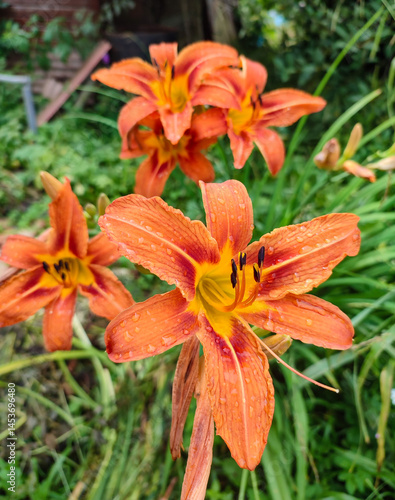 orange tiger lilies