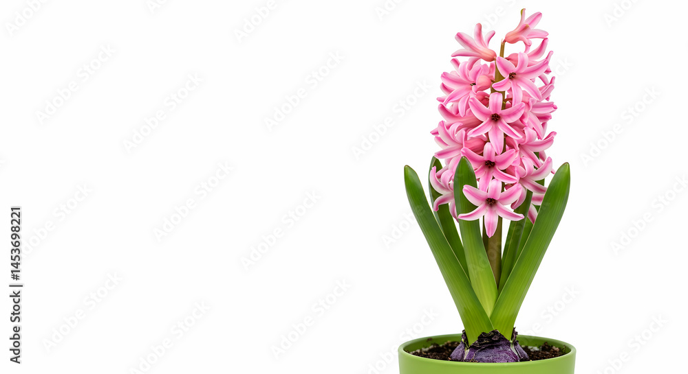 Obraz premium Beautiful Pink Hyacinth Flower in Green Pot for Home Decor