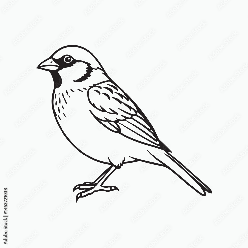 Obraz premium house sparrow bird silhouette vector