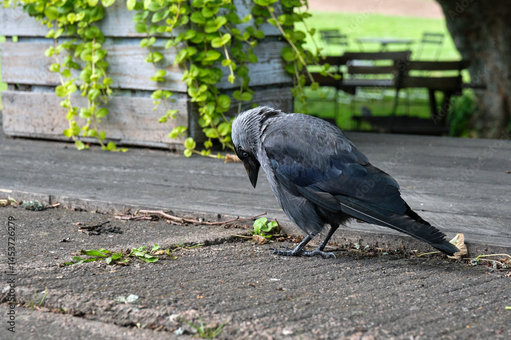 Fototapeta premium Jackdaw begging for food in the outdoor area of ​​an ice cream parlor in Hjo in Skaraborg, Sweden, on a warm and sunny spring day