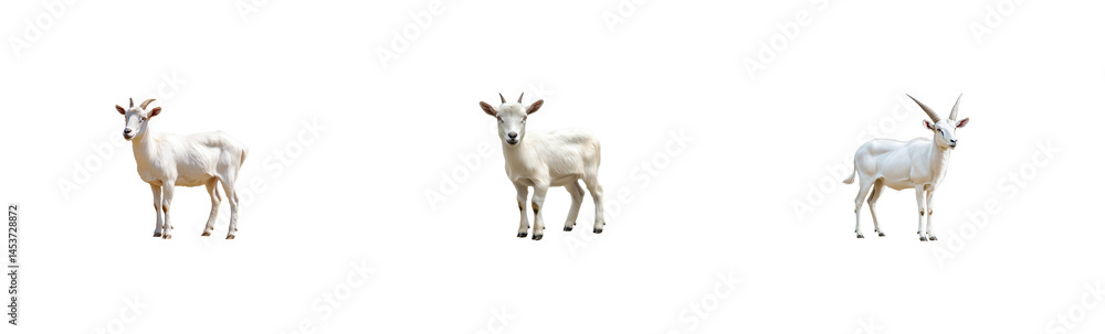 Three white goats different sizes and horn shapes . cut out transparent Three white goats different sizes and horn shapes . cut out transparent