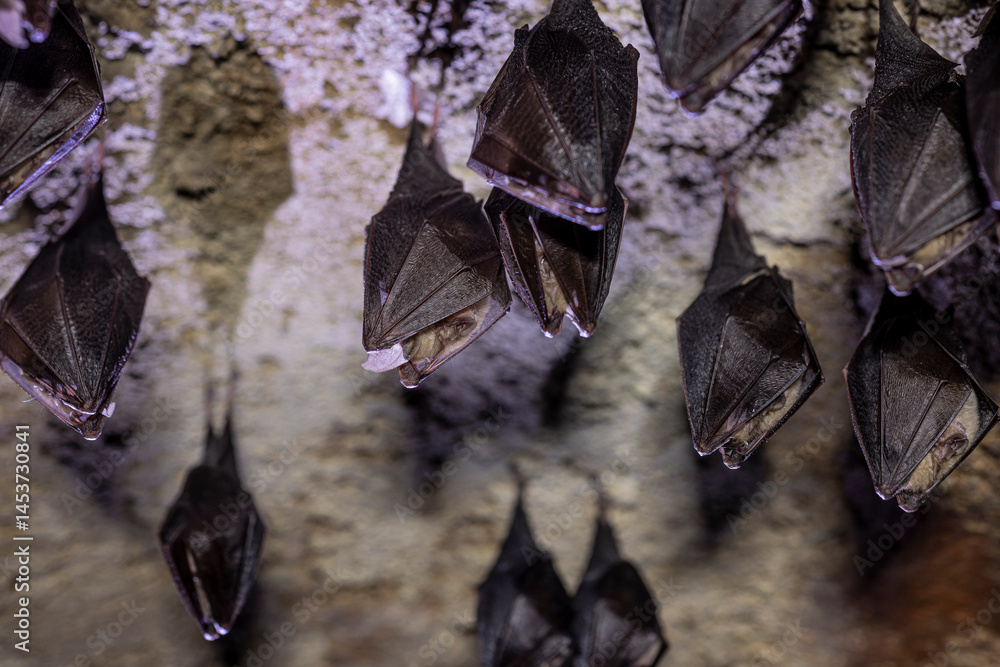 Close up group of small sleeping horseshoe bat covered by wings, hanging upside down on top of cold arched brick cellar while hibernating. Creativ wildlife phot with illuminated blurry background.