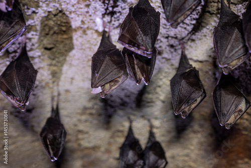 Obraz na płótnie Close up group of small sleeping horseshoe bat covered by wings, hanging upside down on top of cold arched brick cellar while hibernating. Creativ wildlife phot with illuminated blurry background. w salonie