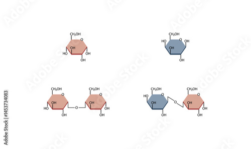 Disaccharides maltose and lactose structure. Vector Illustration.	