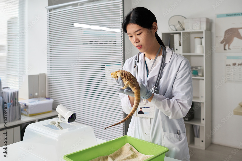 custom made wallpaper toronto digitalYoung Asian female doctor of veterinary clinics in lab coat looking at cute iguana in her hands, examining sick pet in medical office