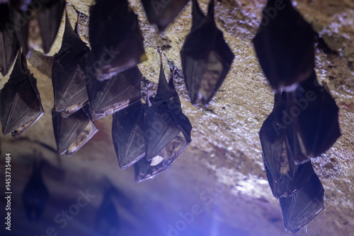 Obraz na płótnie Close up group of small sleeping horseshoe bat covered by wings, hanging upside down on top of cold arched brick cellar while hibernating. Creativ wildlife phot with illuminated blurry background. w salonie