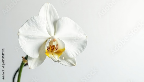 Delicate white orchid blossom against pure white backdrop, flower, elegant flower, tranquil