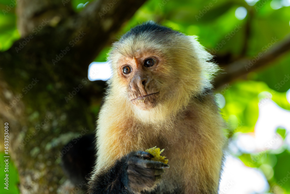 Naklejka premium White-faced monkey ( Cebus capucinus), feeding on fruit in Cahuita National Park in Costa Rica