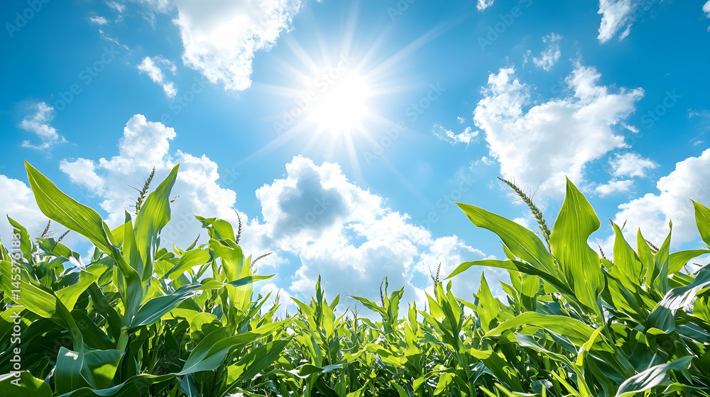 Lush green cornfield reaching towards a bright sun shining through a blue sky with fluffy white clouds Lush green cornfield reaching towards a bright sun shining through a blue sky with fluffy white clouds